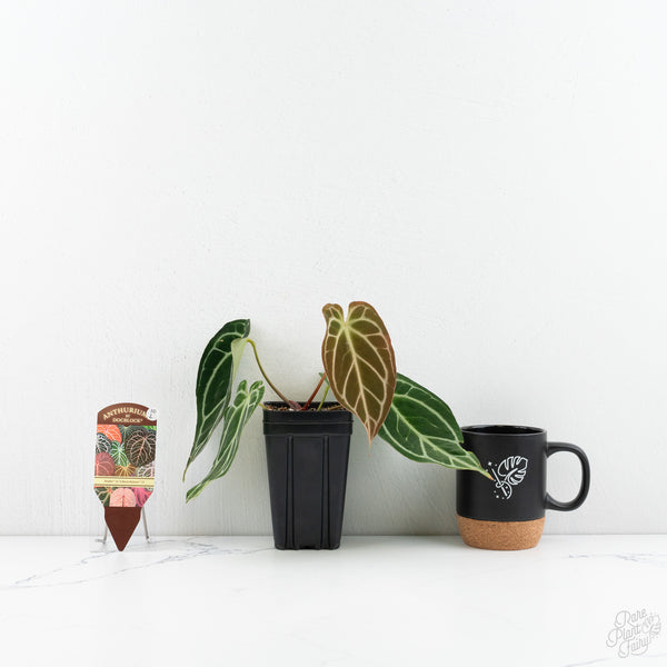 Anthurium Briëlle '16' x Black Widow '13' by DocBlock®  (wk10-L)