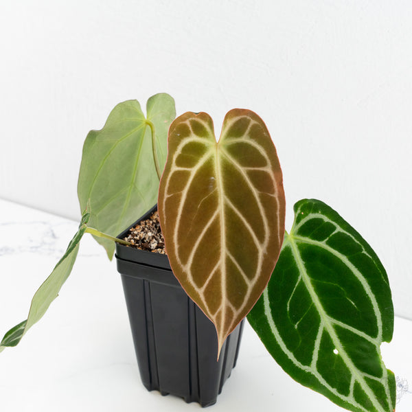 Anthurium Briëlle '16' x Black Widow '13' by DocBlock®  (wk10-L)