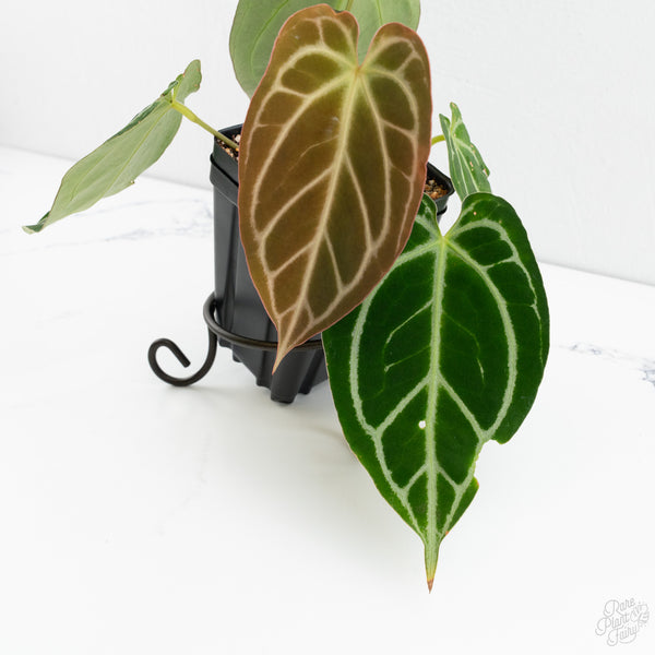 Anthurium Briëlle '16' x Black Widow '13' by DocBlock®  (wk10-L)