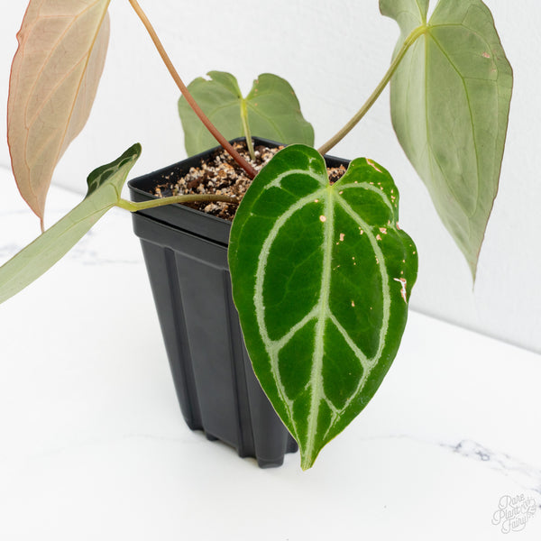 Anthurium Briëlle '16' x Black Widow '13' by DocBlock®  (wk10-L)