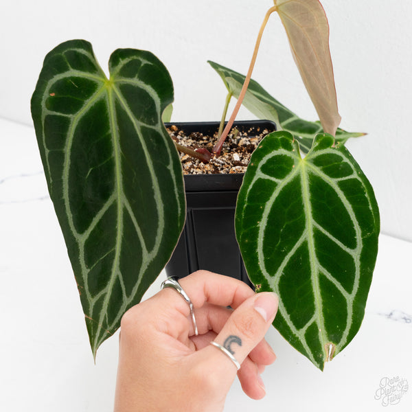 Anthurium Briëlle '16' x Black Widow '13' by DocBlock®  (wk10-L)