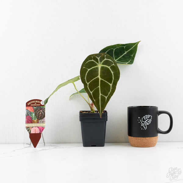 Anthurium Brown Derby '39' x Brown Derby '39' by DocBlock® (wk10-J)