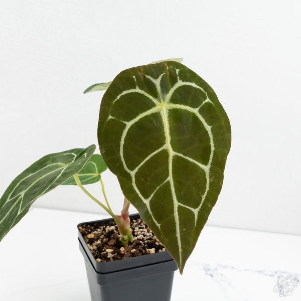 Anthurium Brown Derby '39' x Brown Derby '39' by DocBlock® (wk10-J)