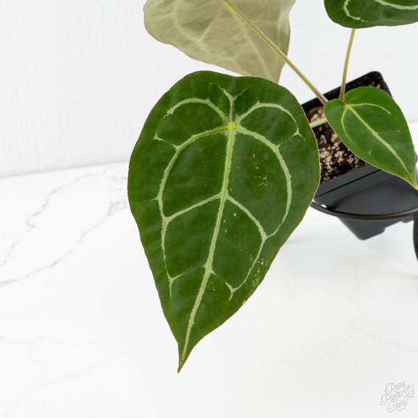 Anthurium Brown Derby '39' x Brown Derby '39' by DocBlock® (wk10-J)