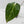 Anthurium 'Carlablackiae' x 'Papillilaminum' (wk43-L393)