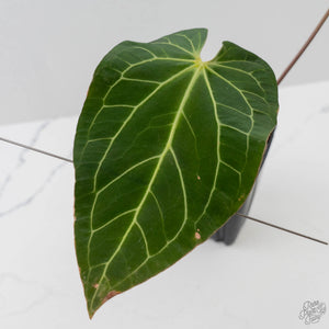 Anthurium 'Carlablackiae' x 'Papillilaminum' (wk43-L393)