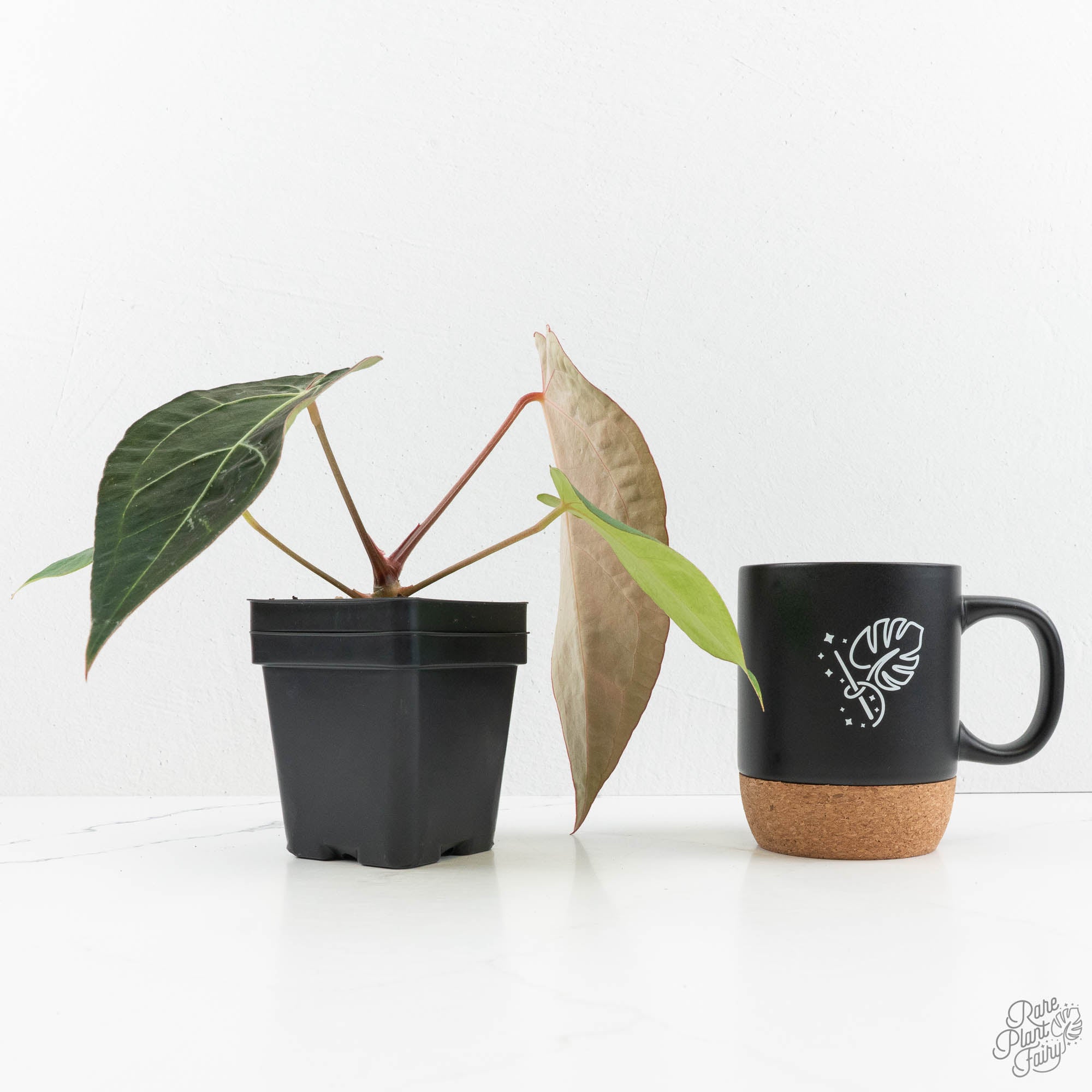 その他観葉植物 Anthurium Papi FS x Carlablackiae 892CAAB2-24B9-4428-B3D8-