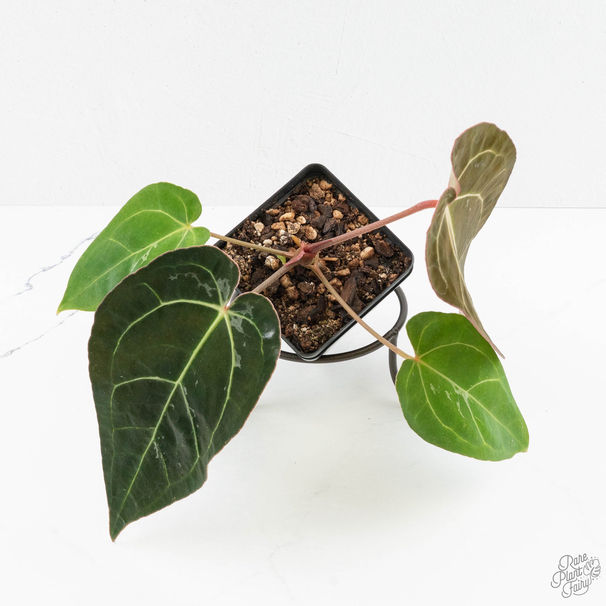 Anthurium 'Carlablackiae' x 'Papillilaminum' *Blister Variegation