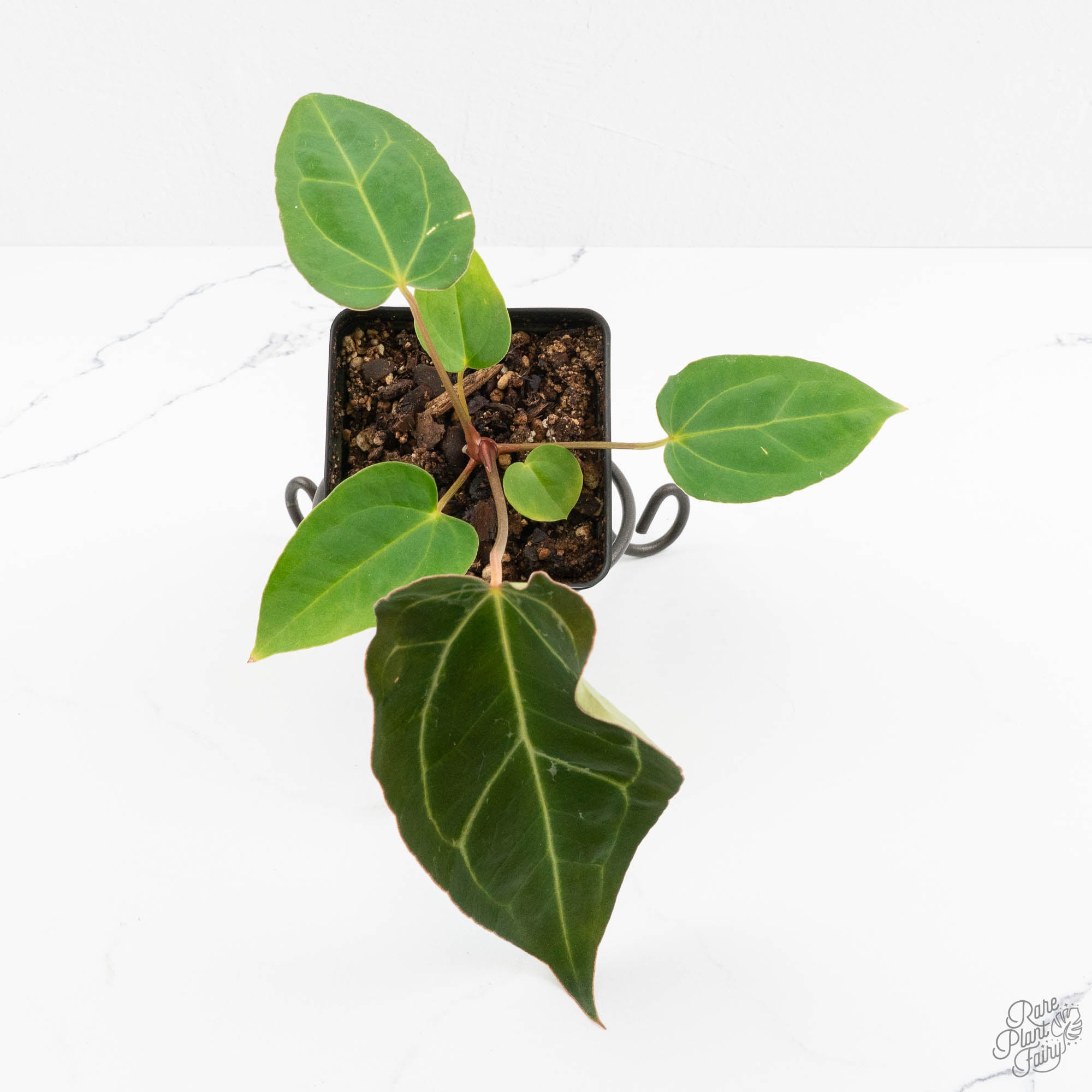 Anthurium 'Carlablackiae' x 'Papillilaminum' *Blister Variegation