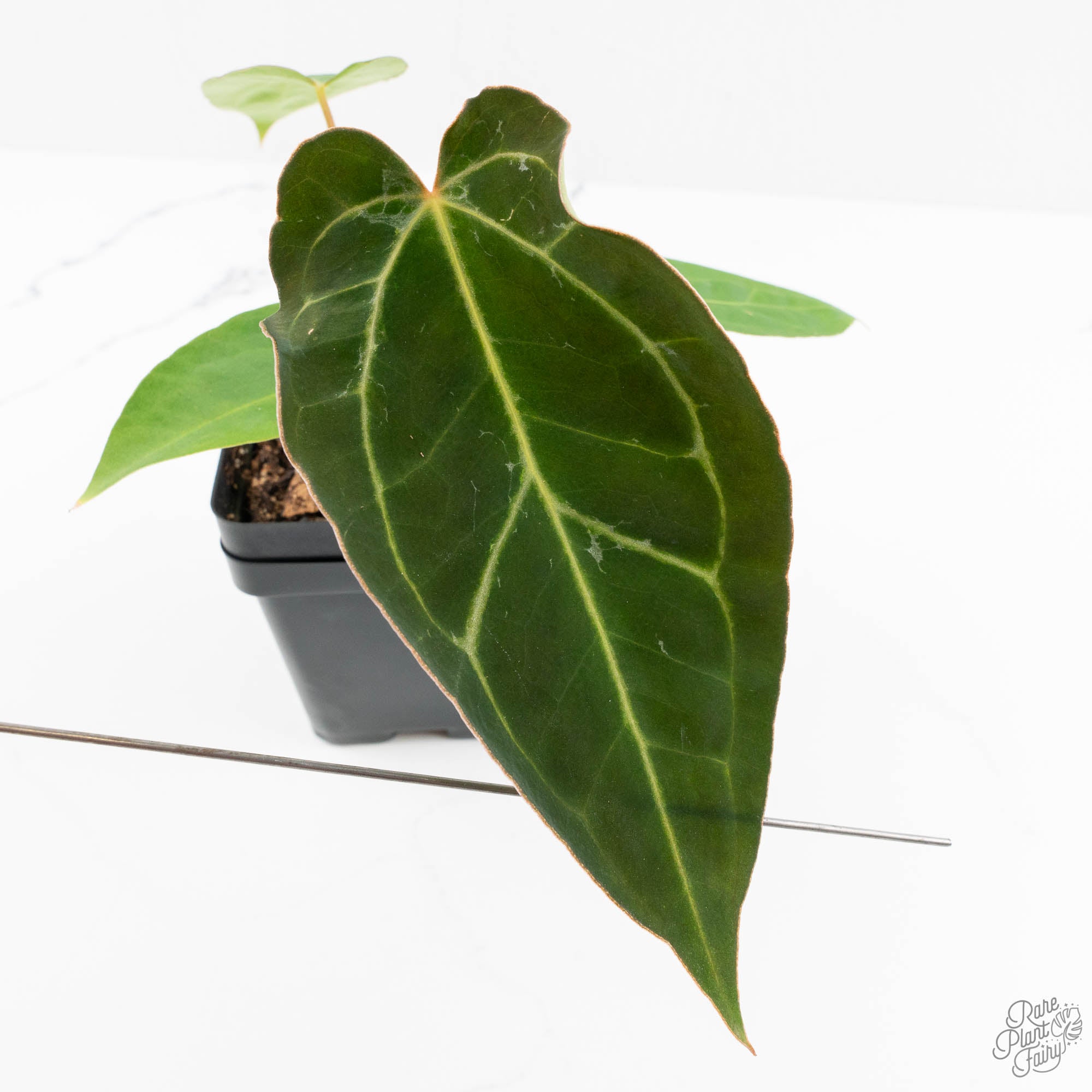 その他観葉植物 Anthurium Papi FS x Carlablackiae Anthurium 'Carlablackiae' x 'Papillilaminum' *Blister Variegation