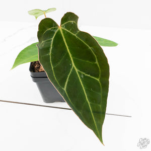 Anthurium 'Carlablackiae' x 'Papillilaminum' *Blister Variegation* (wk   Rare Plant Fairy