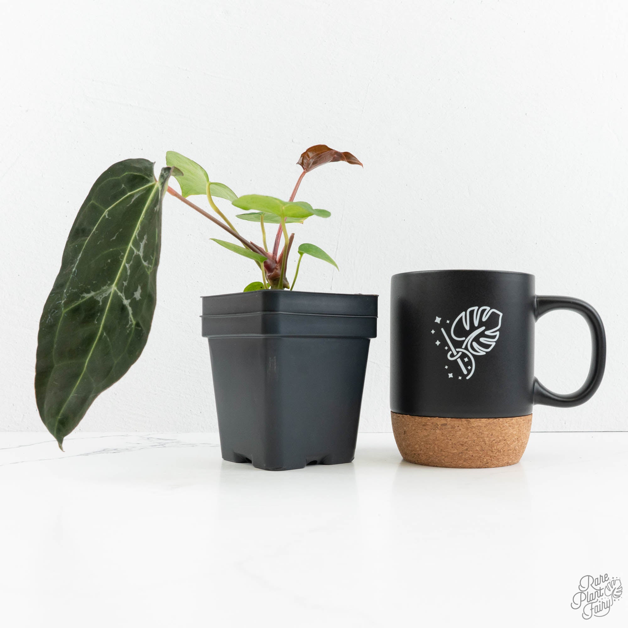 anthurium blister variegation Anthurium 'Carlablackiae' x 'Papillilaminum' *Blister Variegation* (wk17-E)