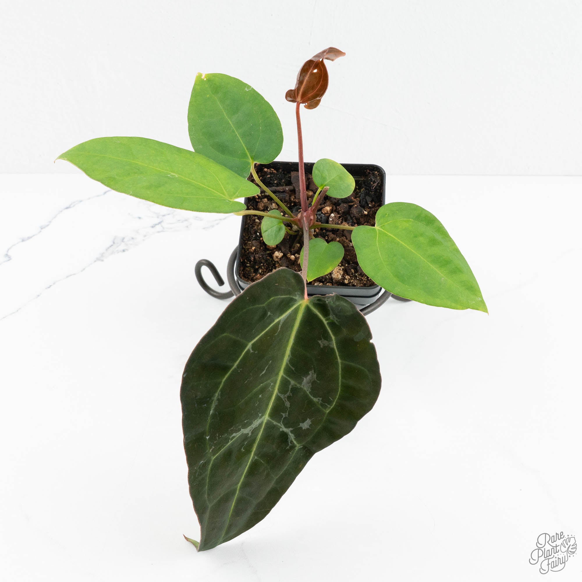 Anthurium 'Carlablackiae' x 'Papillilaminum' *Blister Variegation