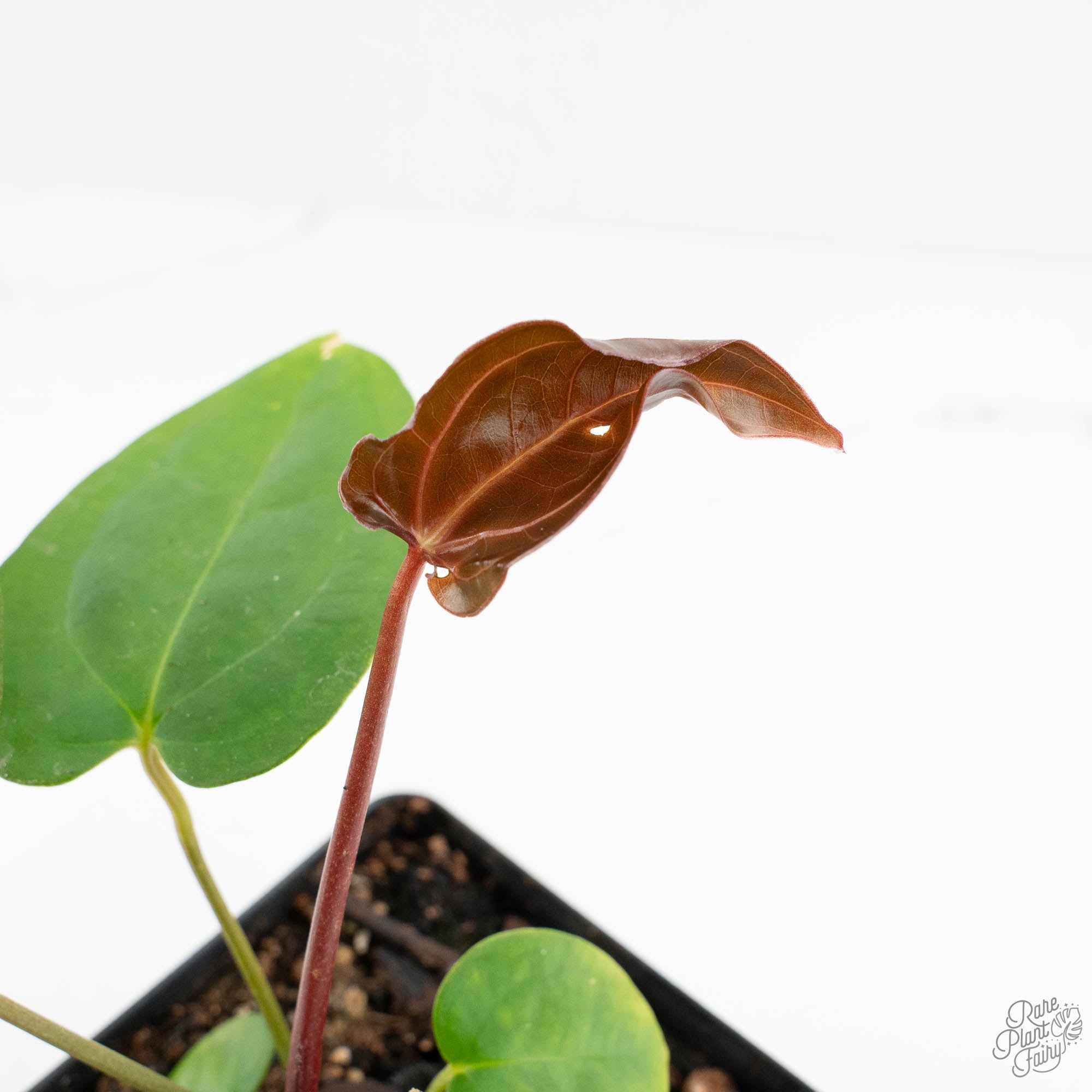 anthurium blister variegation Anthurium 'Carlablackiae' x 'Papillilaminum' *Blister Variegation* (wk17-E)