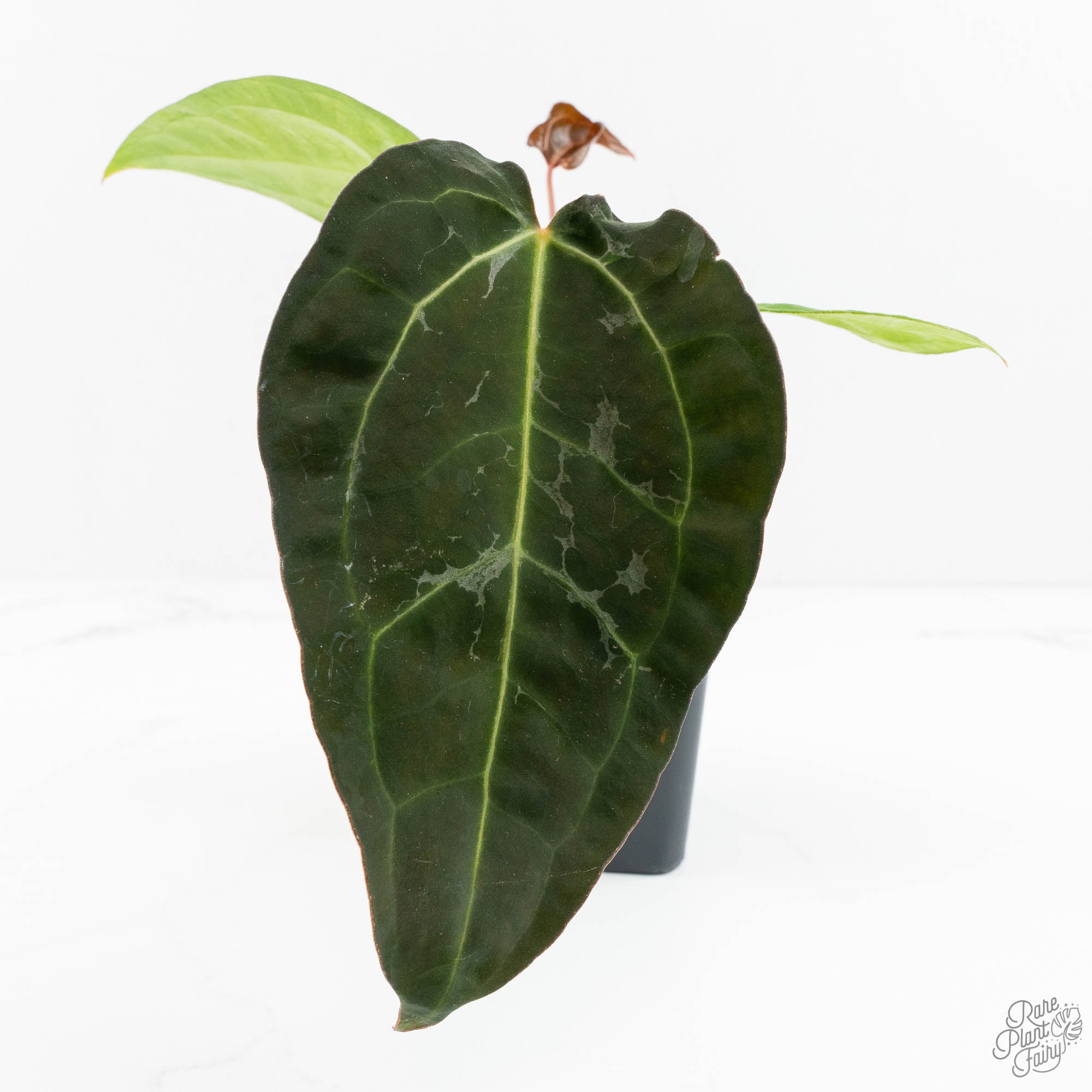 Anthurium 'Carlablackiae' x 'Papillilaminum' *Blister Variegation* (wk17-E)
