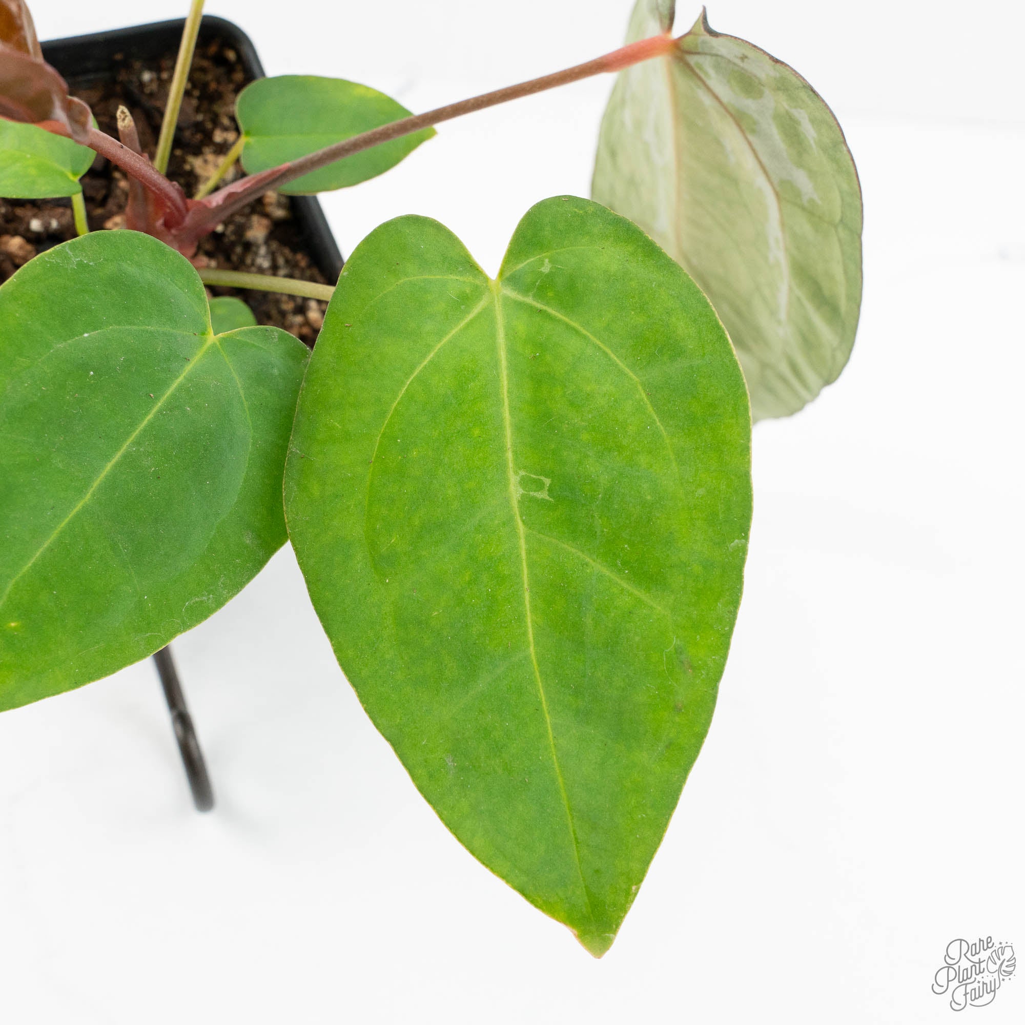 anthurium blister variegation Anthurium 'Carlablackiae' x 'Papillilaminum' *Blister Variegation* (wk17-E)