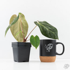 Anthurium 'Carlablackiae' x 'Papillilaminum' *Blister Variegation* (wk25-D)