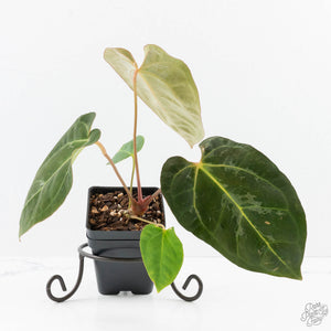 Anthurium 'Carlablackiae' x 'Papillilaminum' *Blister Variegation* (wk25-D)