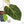 Anthurium 'Carlablackiae' x 'Papillilaminum' *Blister Variegation* (wk25-D)