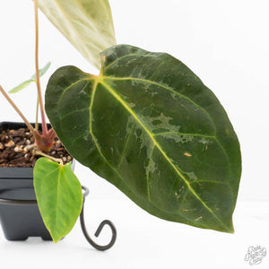 Anthurium 'Carlablackiae' x 'Papillilaminum' *Blister Variegation* (wk25-D)