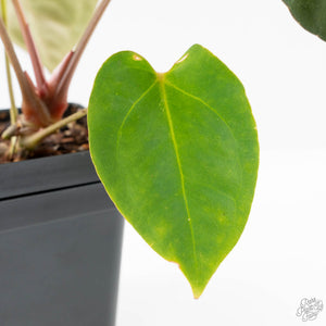 Anthurium 'Carlablackiae' x 'Papillilaminum' *Blister Variegation* (wk25-D)