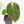 Anthurium 'Carlablackiae' x 'Papillilaminum' *Blister Variegation* (wk25-D)