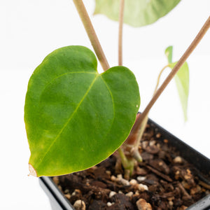 Anthurium 'Carlablackiae' x 'Papillilaminum' *Blister Variegation* (wk25-D)