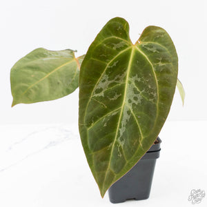 Anthurium 'Carlablackiae' x 'Papillilaminum' *Blister Variegation* (wk25-D)