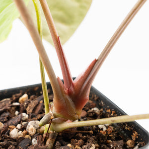 Anthurium 'Carlablackiae' x 'Papillilaminum' *Blister Variegation* (wk25-D)
