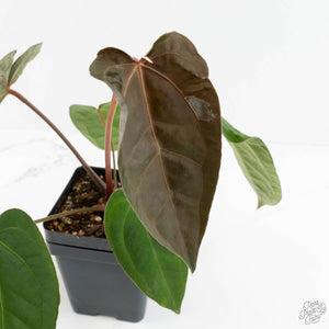 Anthurium 'Carlablackiae' x 'Papillilaminum'  (wk17-C)