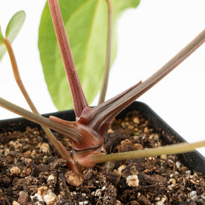 Anthurium 'Carlablackiae' x 'Papillilaminum'  (wk17-C)