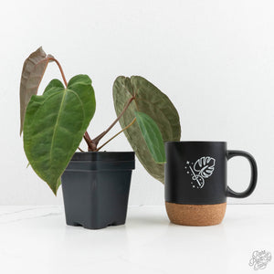 Anthurium 'Carlablackiae' x 'Papillilaminum'  (wk17-C)