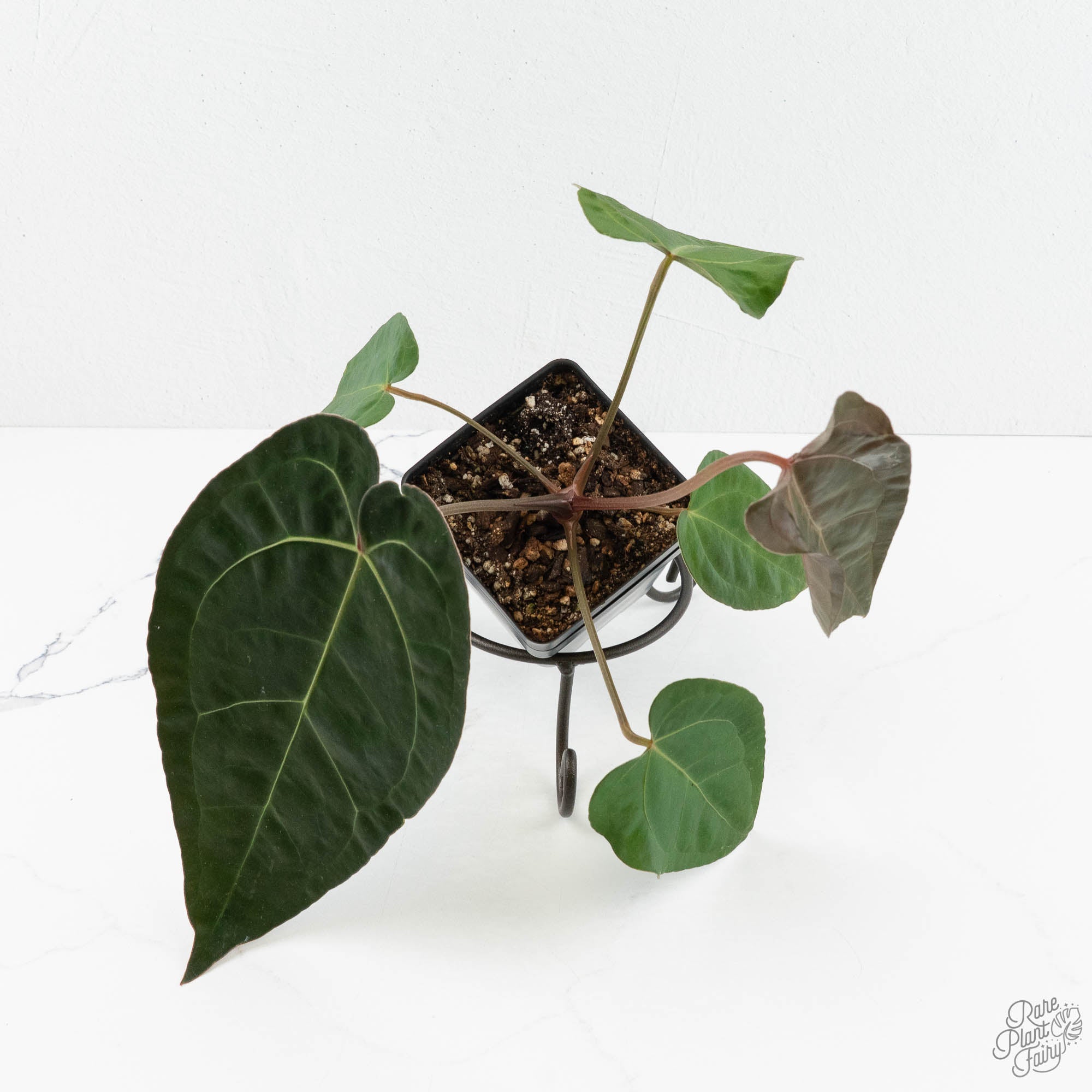 Anthurium 'Carlablackiae' x 'Papillilaminum' (wk17-C) – Rare Plant