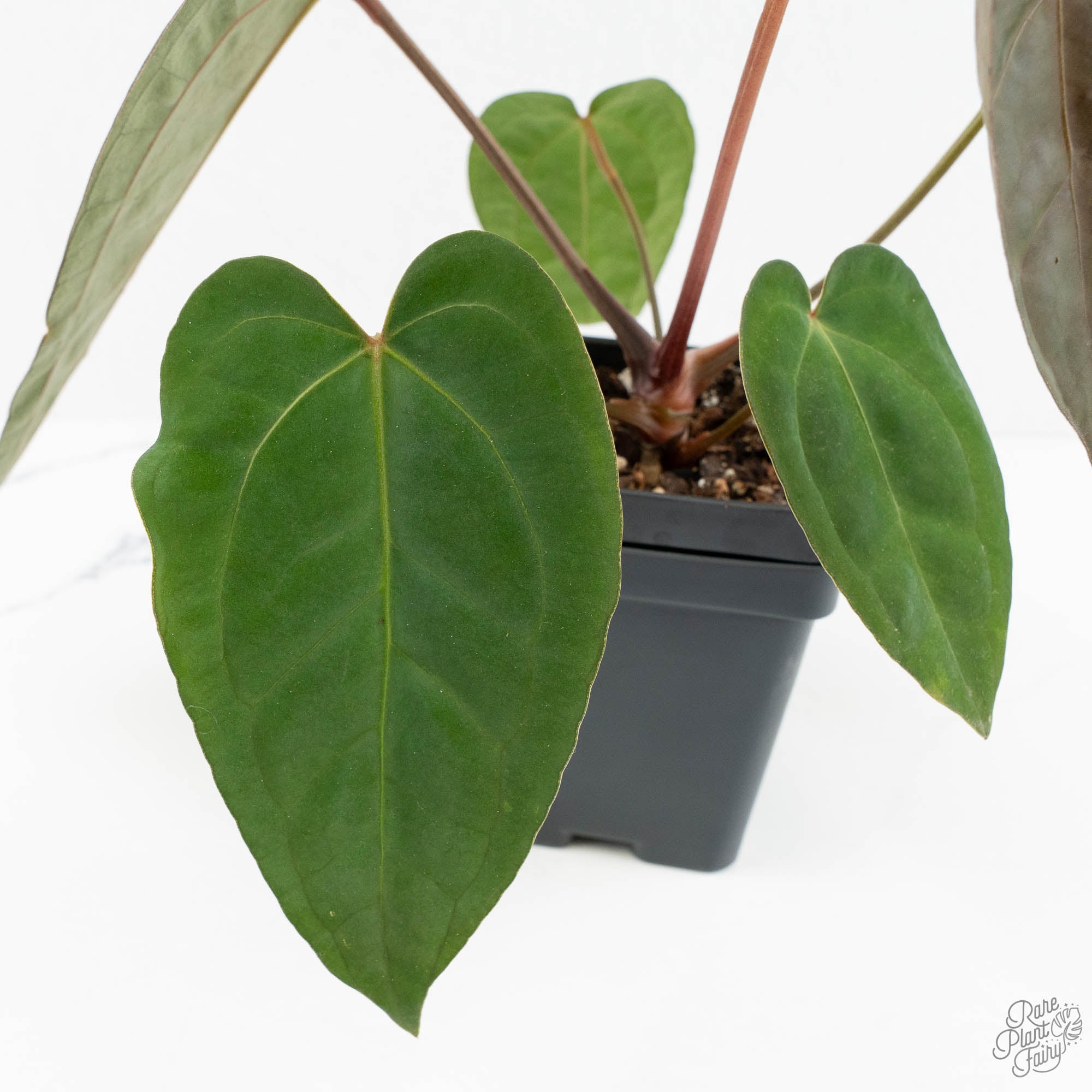 x Carlabalkie Anthurium その他観葉植物 Papi HappiestPlants – Carlablackiae x Variegated Papillilaminum Anthurium その他観葉植物
