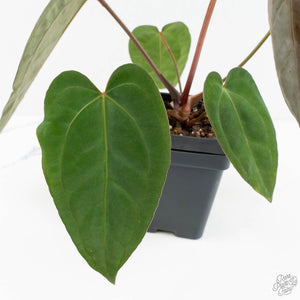 Anthurium 'Carlablackiae' x 'Papillilaminum'  (wk17-C)