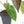 Anthurium 'Carlablackiae' x 'Papillilaminum'  (wk17-C)