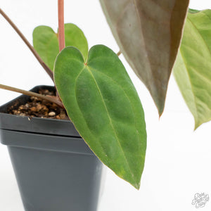 Anthurium 'Carlablackiae' x 'Papillilaminum'  (wk17-C)