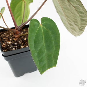 Anthurium 'Carlablackiae' x 'Papillilaminum'  (wk17-C)