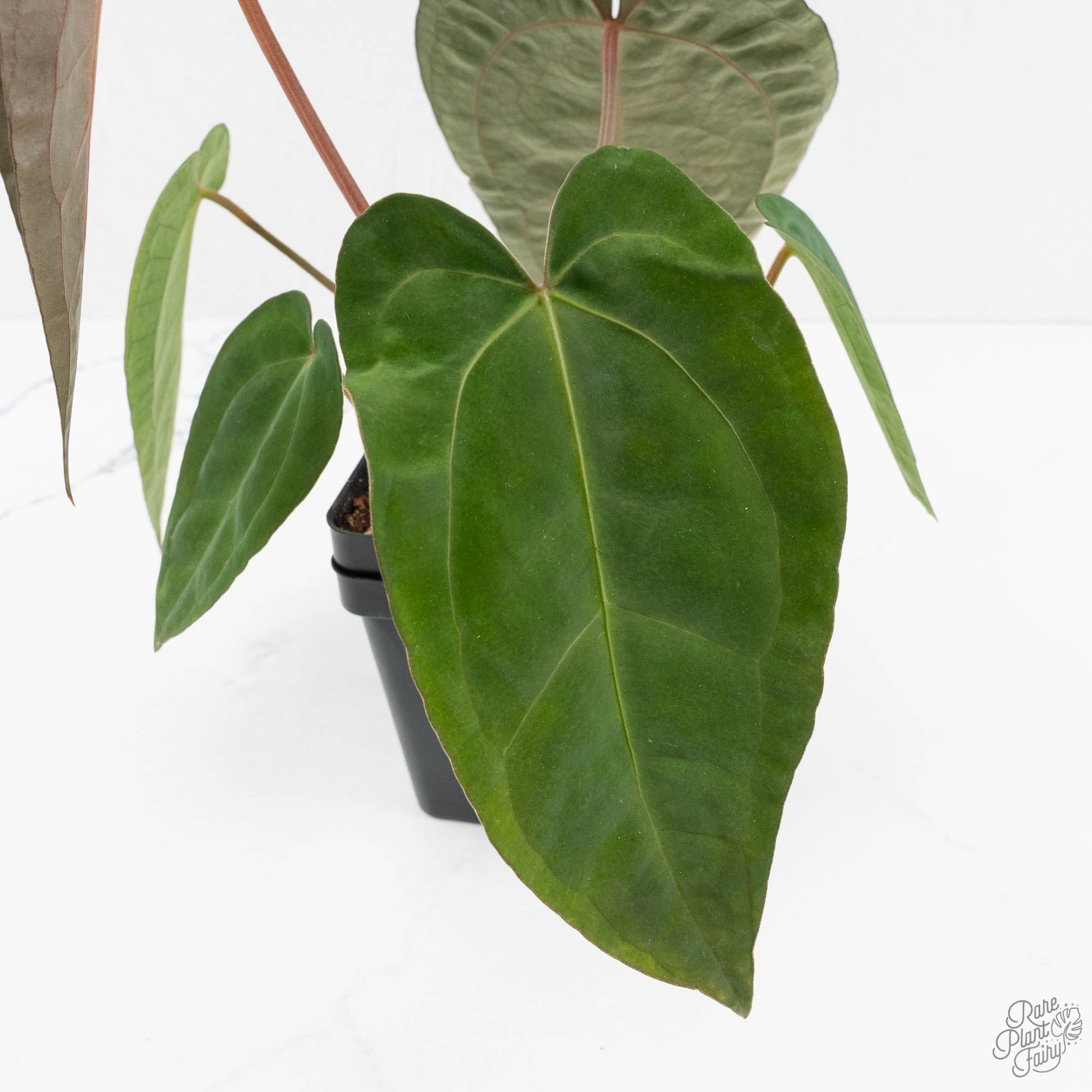 Anthurium 'Carlablackiae' x 'Papillilaminum' (wk17-C) – Rare Plant