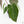 Anthurium 'Carlablackiae' x 'Papillilaminum'  (wk17-C)