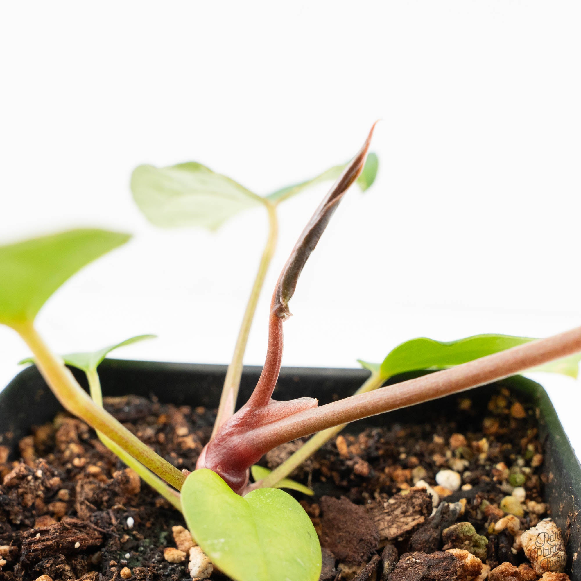 anthurium carlablackiae x papillilaminum Anthurium 'Carlablackiae' x 'Papillilaminum' *Blister Variegation* (wk17-D)
