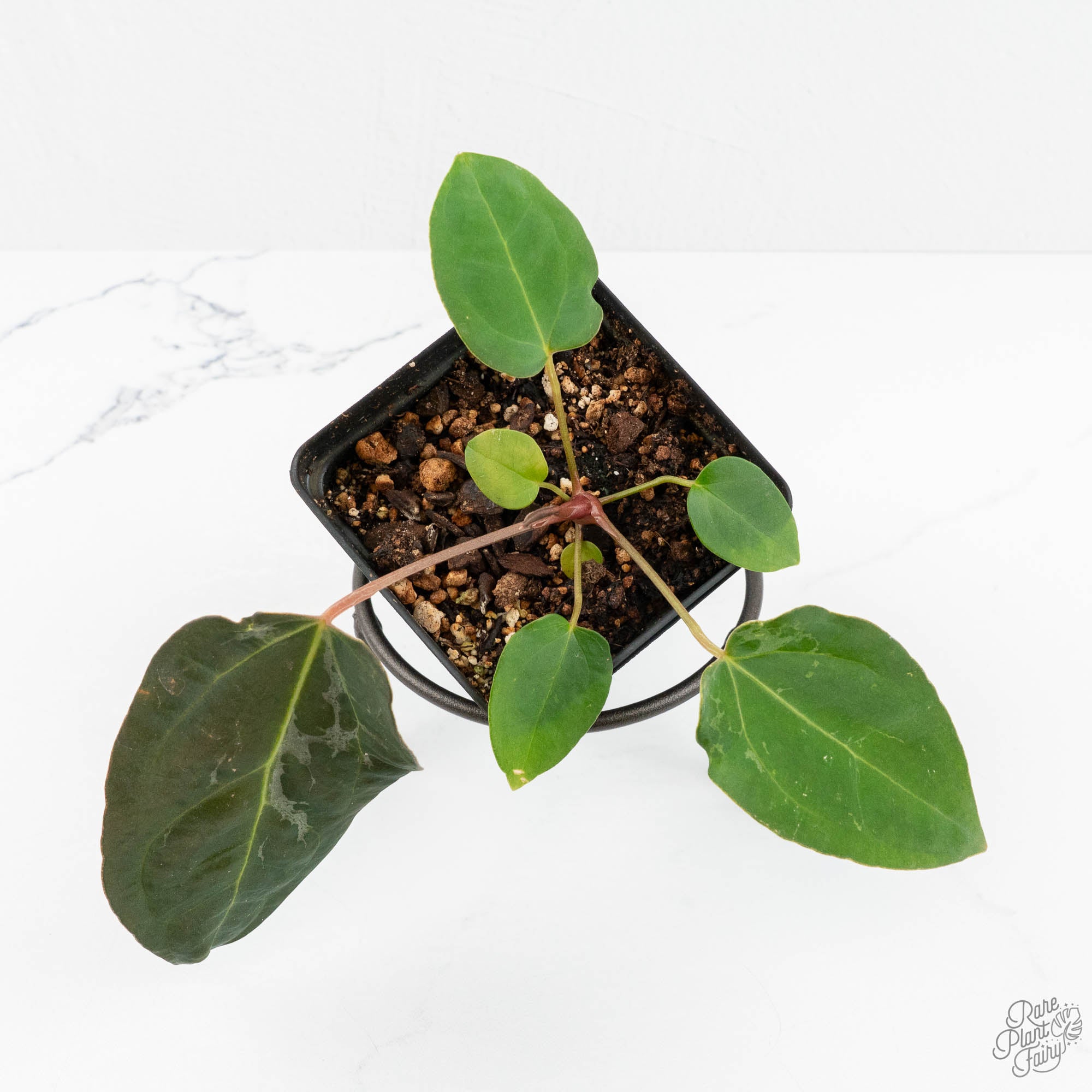 Anthurium 'Carlablackiae' x 'Papillilaminum' *Blister Variegation
