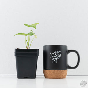 Anthurium Clarinervium Variegated (wk39-U152)