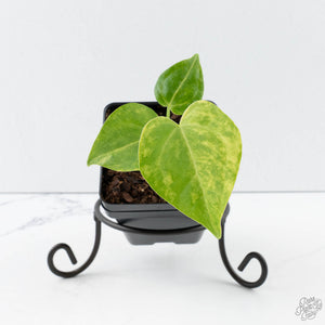 Anthurium Clarinervium Variegated (wk39-U152)