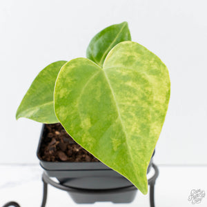 Anthurium Clarinervium Variegated (wk39-U152)