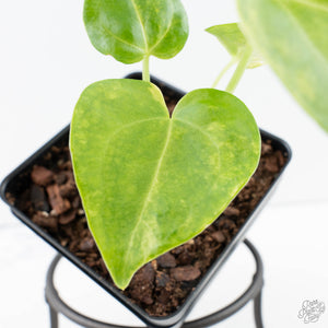 Anthurium Clarinervium Variegated (wk39-U152)