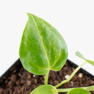 Anthurium Clarinervium Variegated (wk39-U152)