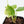 Anthurium Clarinervium Variegated (wk39-U152)