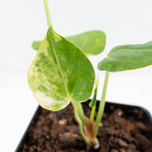 Anthurium Clarinervium Variegated (wk39-U152)