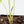 Anthurium Clarinervium Variegated (wk39-U152)